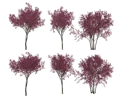 Graceful Trees With Purple Red Leaves Slender Trunks And Umbrella Shaped Crowns 3d model