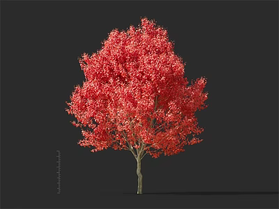Tall Red Leaf Arbor with Lush Vibrant Foliage Against Black Background 3d model