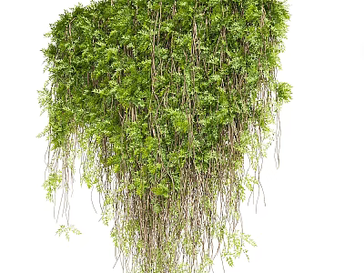 Green Hanging Shrub With Lush Foliage Dense Growth And Trailing Vines 3d model