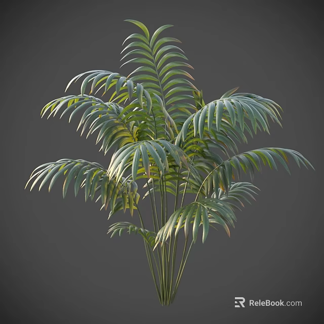 Lush Green Palm Like Shrub with Long Feathery Leaves and Slender Stems 3d model 