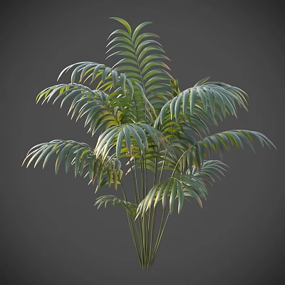 Lush Green Palm Like Shrub with Long Feathery Leaves and Slender Stems 3d model