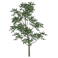 Tree 3d model