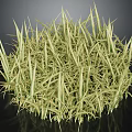 Yellowish Green Grass with Slender Leaves in Clump Growth on Dark Background with Reflection