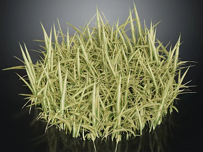 Yellowish Green Grass with Slender Leaves in Clump Growth on Dark Background with Reflection 3d model