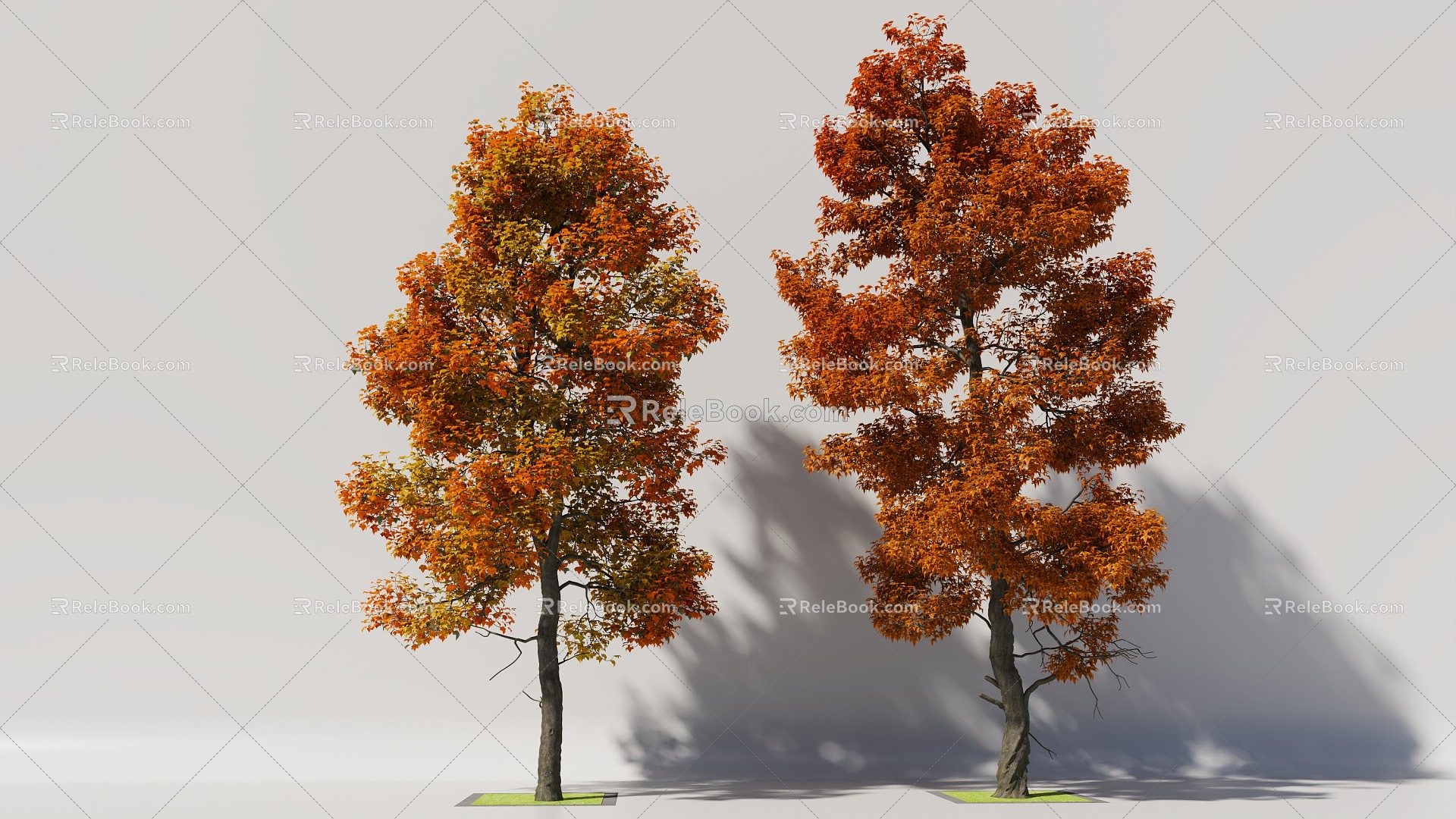 Maple 3d model