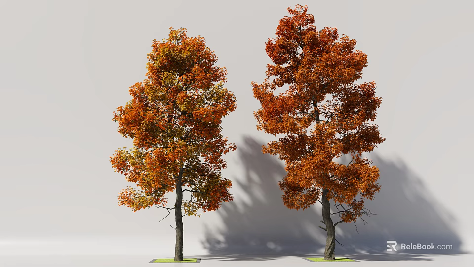 Two Autumn Trees With Orange Red Leaves And Tall Trunks Casting Shadows 3d model 