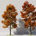 Two Autumn Trees With Orange Red Leaves And Tall Trunks Casting Shadows 3d model