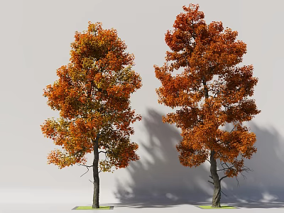 Two Autumn Trees With Orange Red Leaves And Tall Trunks Casting Shadows 3d model