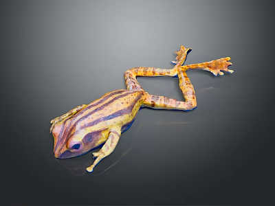 Vibrant Striped Tree Frog With Yellow And Brown Patterns In Stretched Posture On Gray Background 3d model