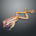 Vibrant Striped Tree Frog With Yellow And Brown Patterns In Stretched Posture On Gray Background