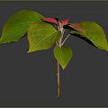 Vibrant Plant with Green and Red Leaves and Fresh Foliage on Dark Background