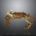 Detailed View Of Orange Fresh Crab With Large Claws On Smooth Surface Showing Reflection