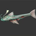 Vibrant Red And White Aquatic Fish With Long Barbels And Streamlined Body