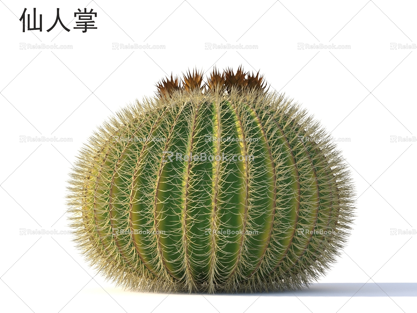 Cactus plants 3d model