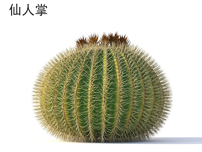 Cactus plants 3d model