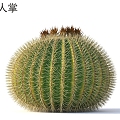 Cactus plants 3d model