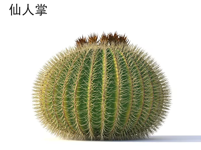 Round Green Cactus Plant With Yellow Spines And Brown Top Details 3d model