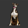 Brown White And Yellow Dog Sitting With Tongue Out On Dark Background Shiny Floor