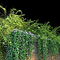 Lush Green Vines With Purple Flowers Covering Brick Wall Garden Decor