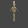 Detailed Marine Animal Skeleton With Vertebrae Ribs And Skull Structure