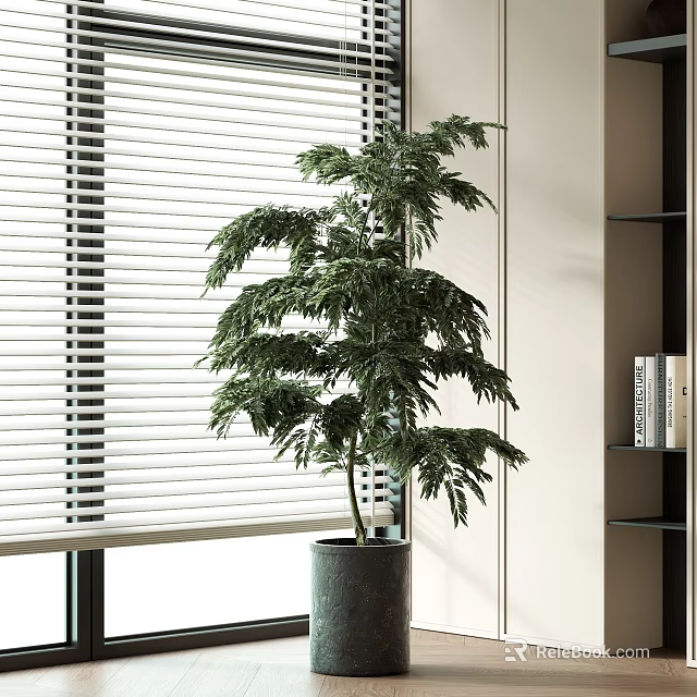 Lush Bonsai Plant in Gray Pot Near Window Blinds with Bookshelf and Books 3d model 