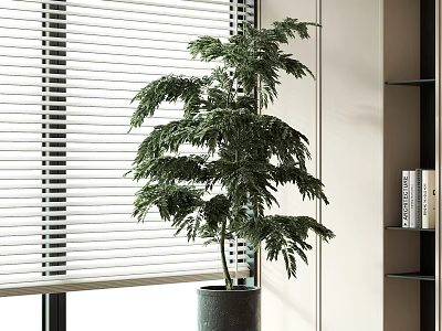 Lush Bonsai Plant in Gray Pot Near Window Blinds with Bookshelf and Books 3d model