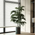 Lush Bonsai Plant in Gray Pot Near Window Blinds with Bookshelf and Books