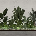 Various Types Of Indoor Green Plants With Different Leaf Shapes And Decorative
