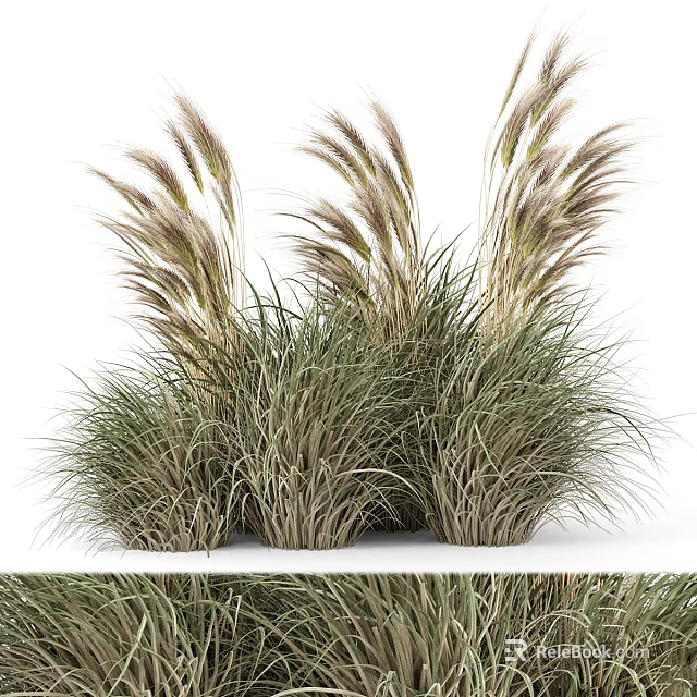 Lush Garden Ornamental Shrub Featuring Feathery Foliage Plume Like Blooms And Clumping Growth 3d model 