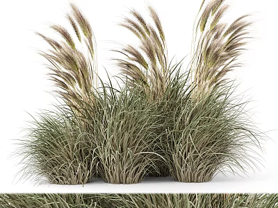 Lush Garden Ornamental Shrub Featuring Feathery Foliage Plume Like Blooms And Clumping Growth 3d model