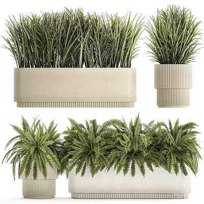 Potted Bonsai Plants With Grass Fern Varieties In Beige Textured Rectangular And Cylindrical Planters 3d model
