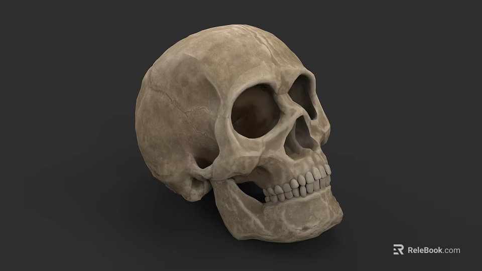 Detailed 3D Model of Human Skull with Textured Surface and Visible Teeth 3d model 