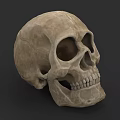 Detailed 3D Model of Human Skull with Textured Surface and Visible Teeth