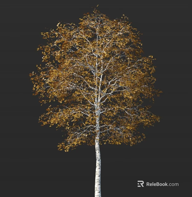 Stunning Birch Tree with White Trunk and Golden Yellow Autumn Leaves on Black Background 3d model 