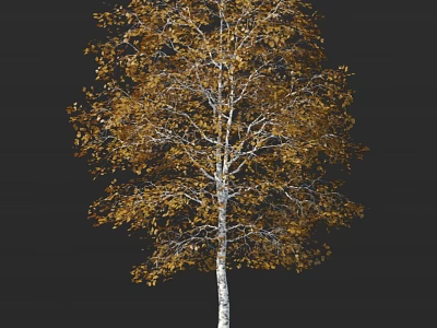 Stunning Birch Tree with White Trunk and Golden Yellow Autumn Leaves on Black Background 3d model