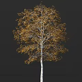 Stunning Birch Tree with White Trunk and Golden Yellow Autumn Leaves on Black Background