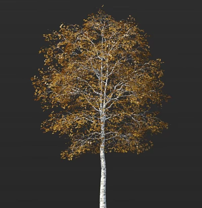 Stunning Birch Tree with White Trunk and Golden Yellow Autumn Leaves on Black Background 3d model