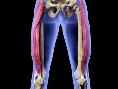 Medical Device For 3D Lower Limb Skeleton And Muscles Anatomy Visualization 3d model