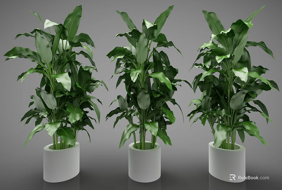 Green Potted Plants With Fresh Large Leaves In White Decorative Indoor Pots 3d model 