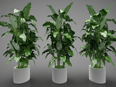 Green Potted Plants With Fresh Large Leaves In White Decorative Indoor Pots 3d model