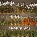 Ornamental Grass Plant Combinations With Green Orange White Foliage And Various Heights
