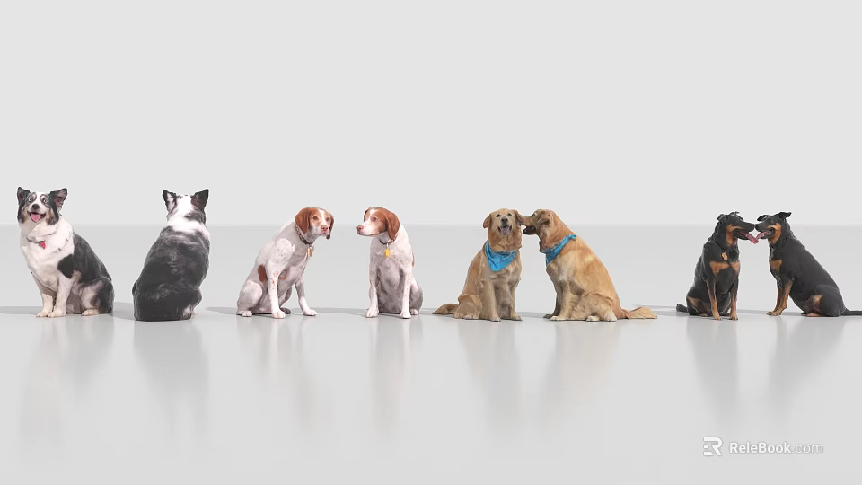 Various Reptile Species Sitting Side By Side On White Background Surface 3d model 