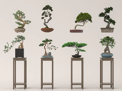 Artistic Bonsai Trees in Various Decorative Pots on Wooden Stands 3d model