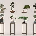 Artistic Bonsai Trees in Various Decorative Pots on Wooden Stands