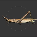 Grasshopper with Brown Body and Long Legs on Dark Reflective Surface 3d model