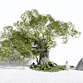 Modern Tree Landscape Tree 3d model