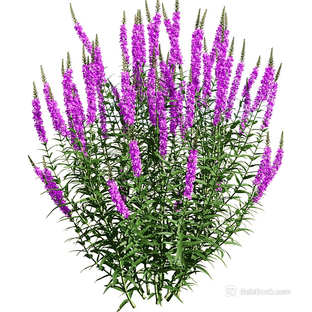 Vibrant Purple Flowers With Lush Green Leaves In Full Bloom View 3d model 