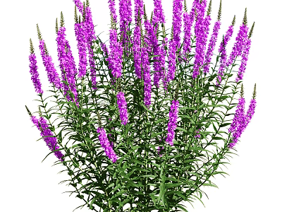 Vibrant Purple Flowers With Lush Green Leaves In Full Bloom View 3d model