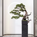 Elegant Bonsai Plant with Twisted Branches and Green Leaves on Black Marble Stand