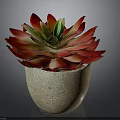 Red Leaf Succulent Plant In Natural Stone Pot With Green Center And Vibrant Foliage